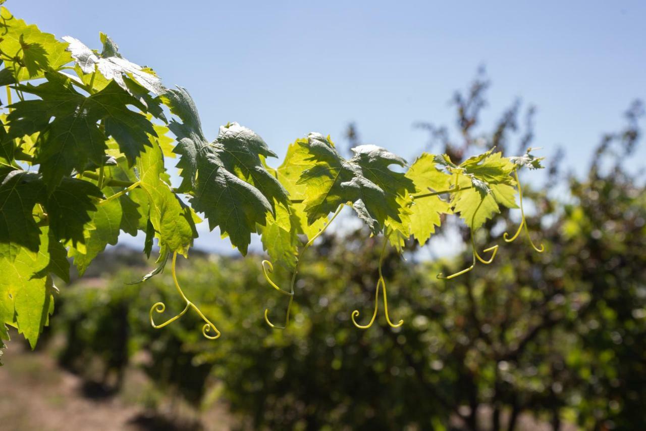 Gasthuis Quinta Da Estrada Winery Douro Valley 4*
