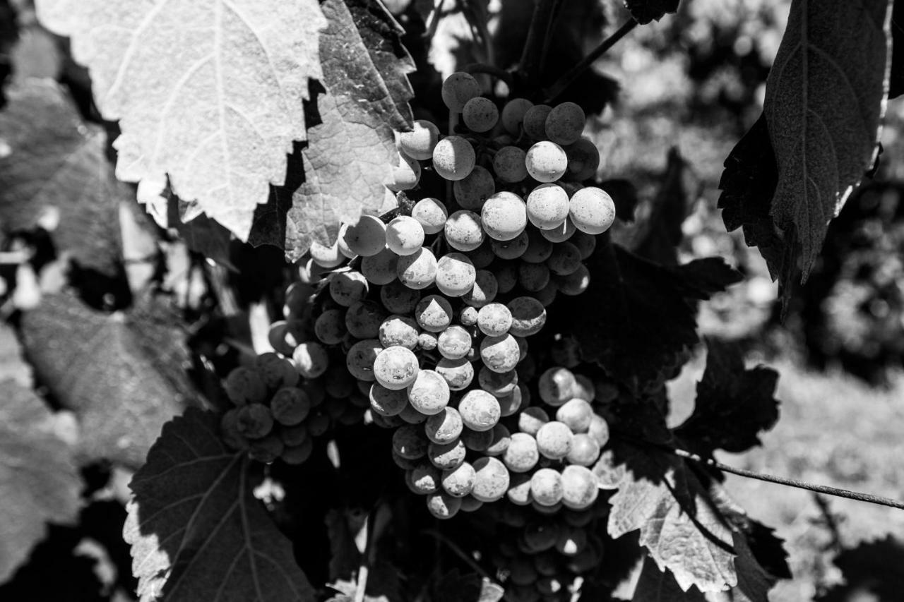 Quinta Da Estrada Winery Douro Valley Gasthuis Peso da Régua